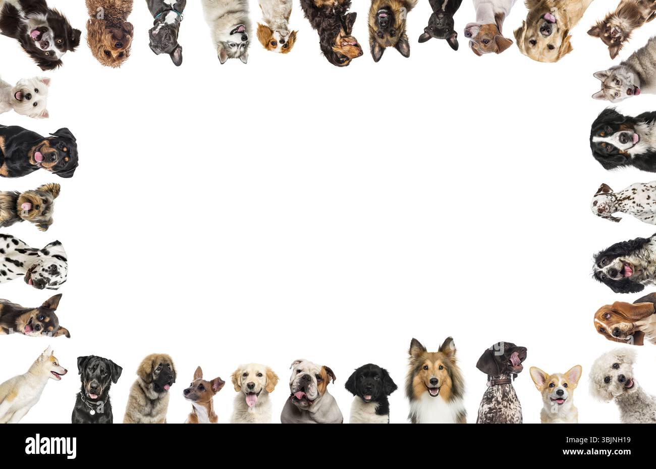 Gruppe von Hunden, die einen weißen Rahmen bilden, isoliert auf weiß Stockfoto