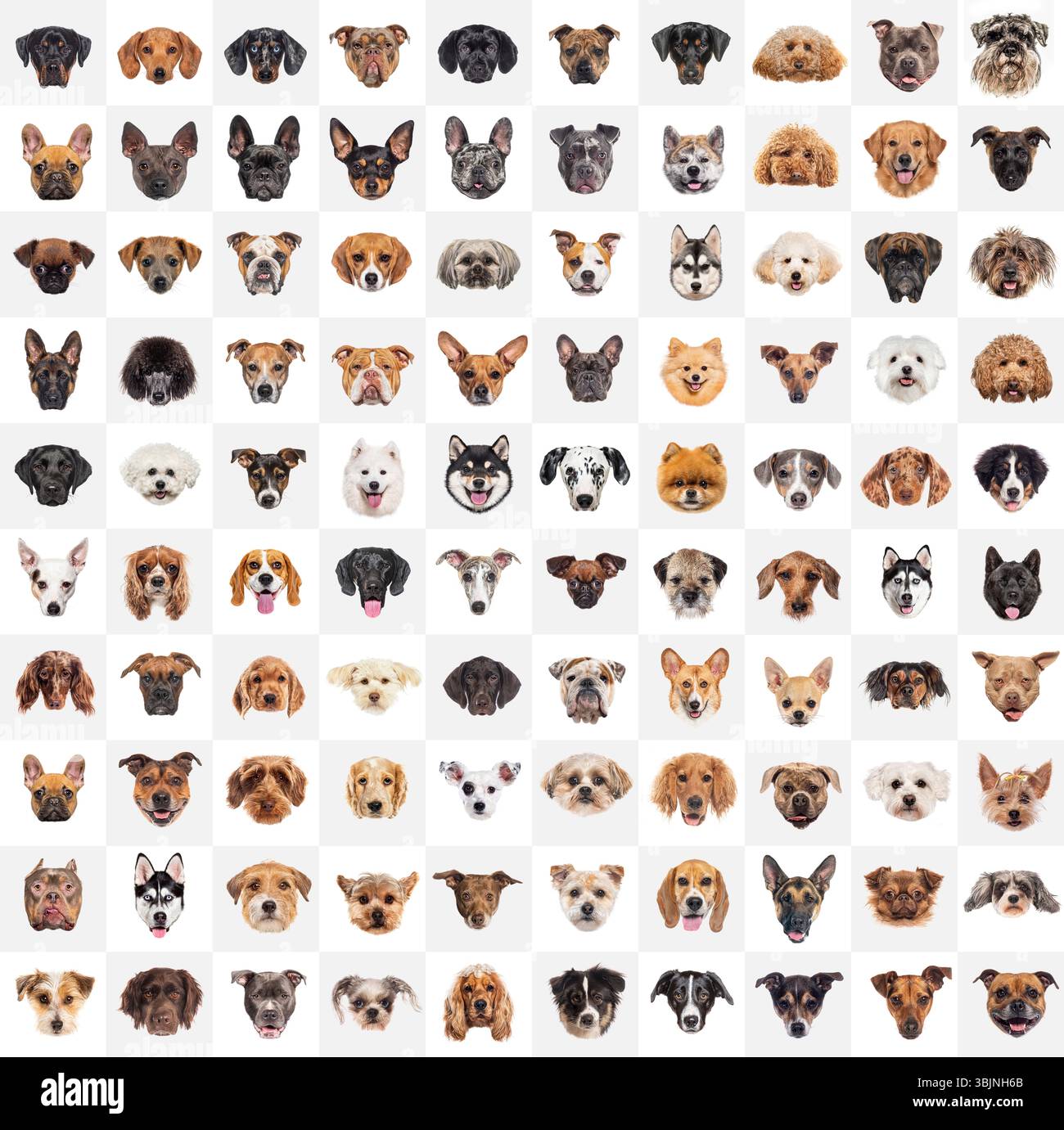 Pudel, goldene Retriever, deutsche Hirten und populärere Hunderassen posieren auf einem weißen, nahtlosen Hintergrund Stockfoto