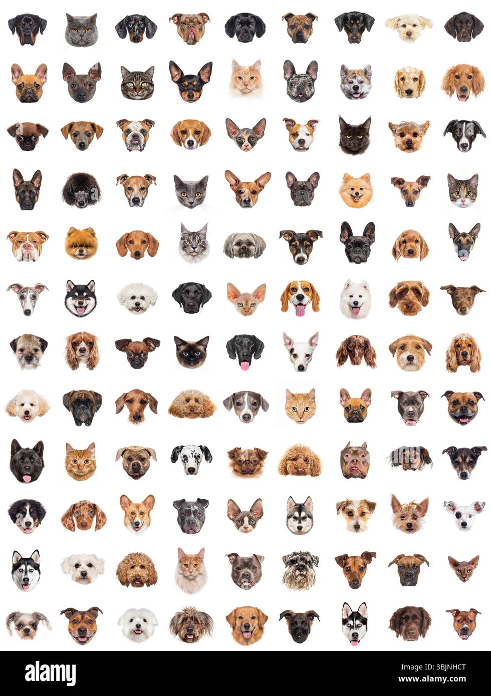 Große Gruppe von Katzen- und Hunderassen, in Set-Sammlung, posiert zusammen auf weißem Hintergrund Stockfoto