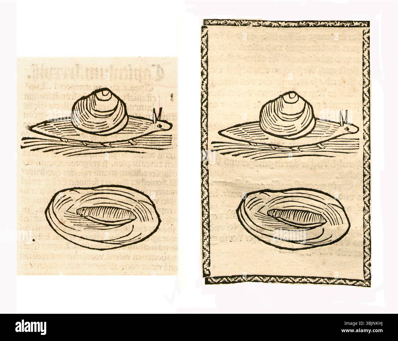 Darstellung von Schnecken aus den Jahren 1497 bis 1500 mit ihren gewickelten Schalen und weichen Körpern in historischer zoologischer Illustration. Stockfoto