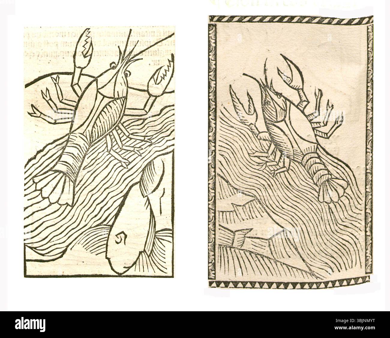Botanische Illustration des Krebses aus einer deutschen Handschrift, die zwischen 1497 und 1500 erstellt wurde und wahrscheinlich als zoologische Referenz verwendet wurde. Stockfoto