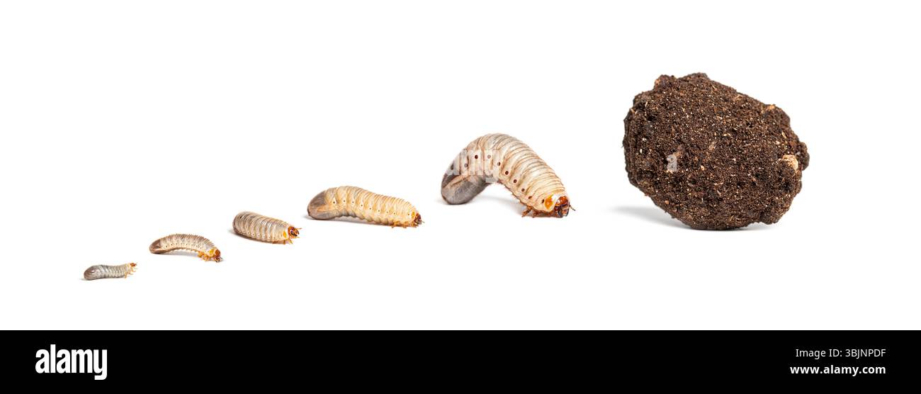 Illustrierende Darstellung von extravaganten Blumenkäfern, Eudicella gralli Lebensstadien von Larven zu adulten Käfern und Kokon, isoliert auf weiß Stockfoto