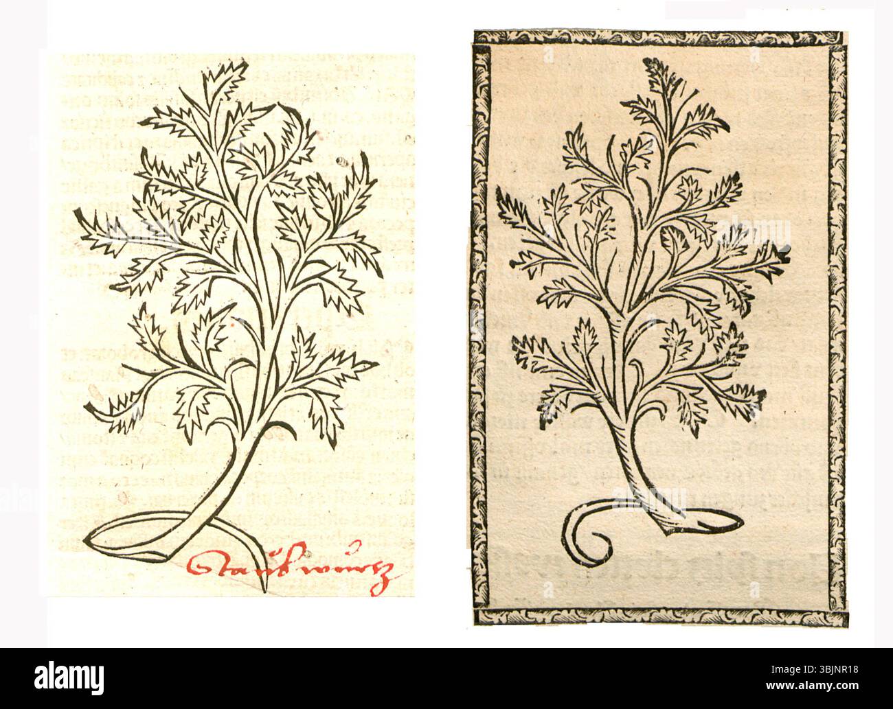 Illustration des Südholzes (Artemisia abrotanum) aus einer deutschen Kräuterhandschrift von 1497–1500 mit feinen Blättern und Pflanzenform. Stockfoto