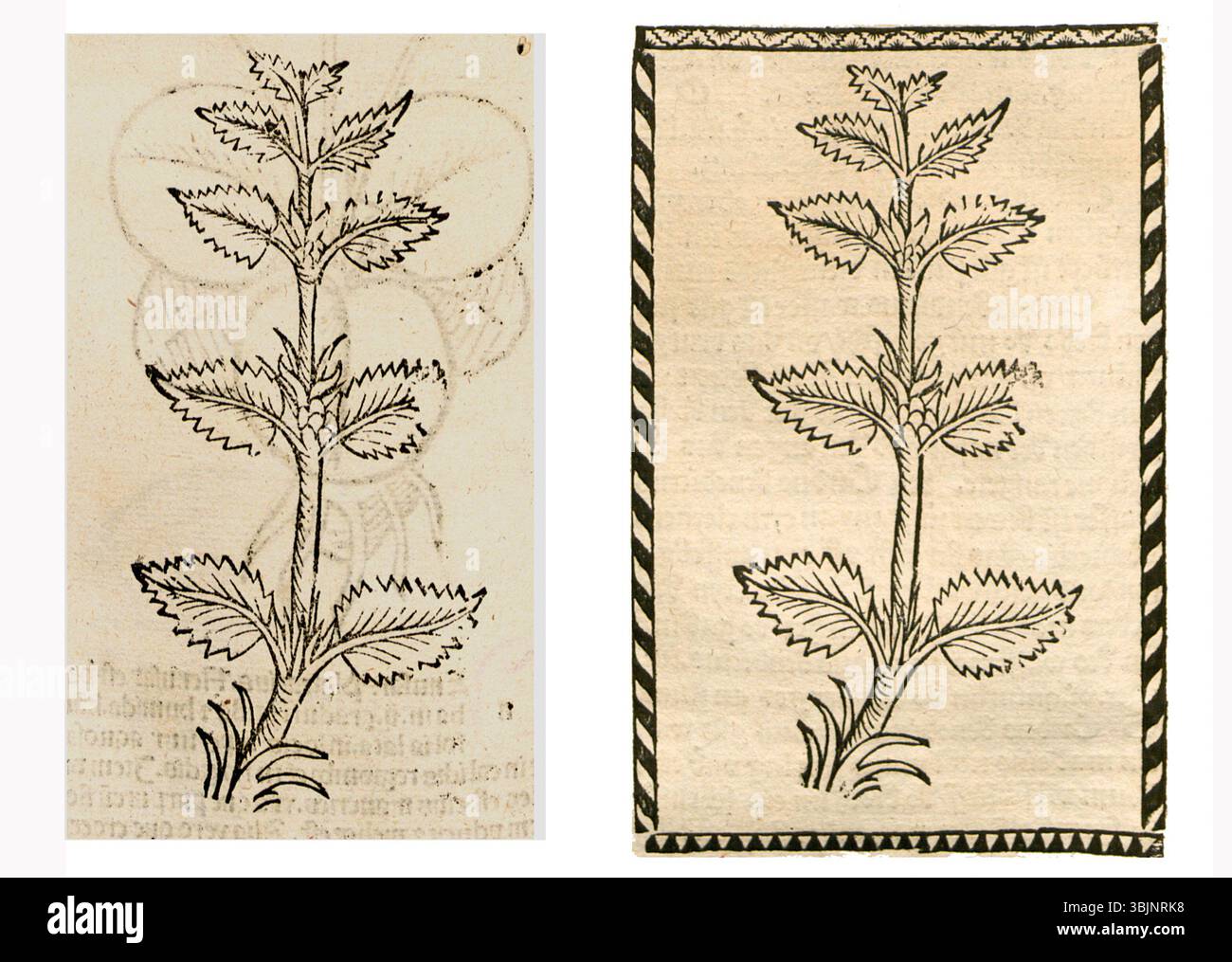 Illustration der Brennnessel (Urtica dioica) aus einer deutschen Kräutermanuskripte, die zwischen 1497 und 1500 erstellt wurde und Blatt und Stiel detailliert beschreibt. Stockfoto