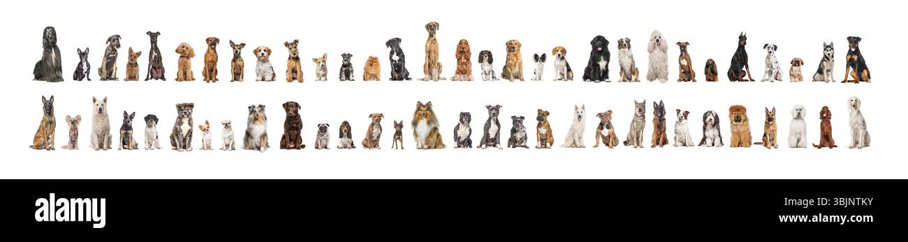 Collage vieler verschiedener Hunderassen, die vor der Kamera vor neutralem Hintergrund sitzen Stockfoto