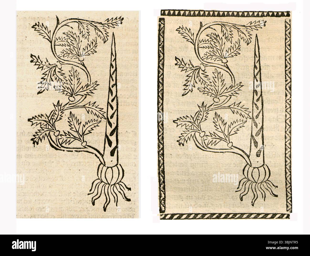 Illustration von Spargen (Asparagus officinalis) von 1497 bis 1500. Stockfoto