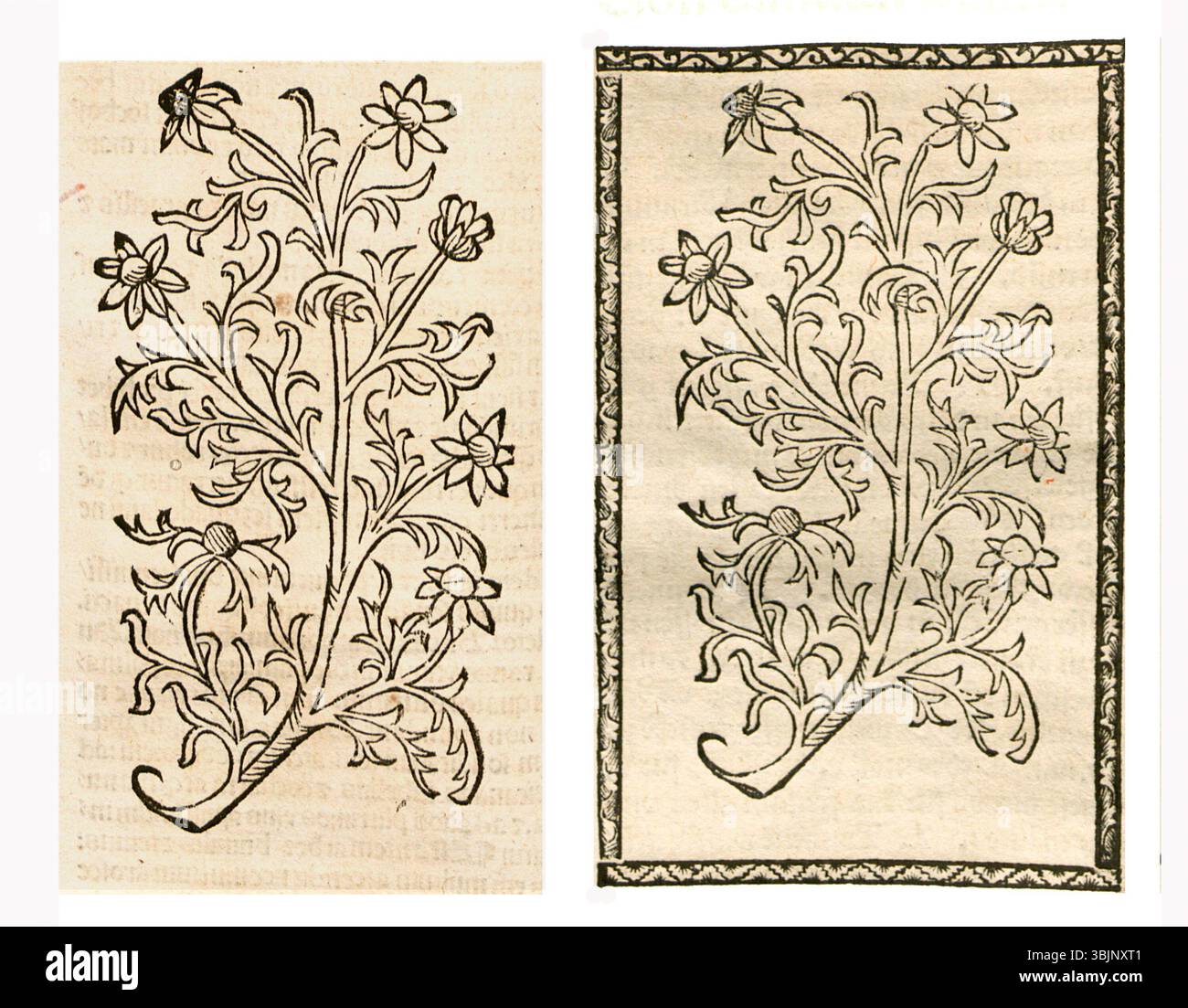 Darstellung der Kamille (Matricaria chamomilla) aus einer deutschen Kräuterhandschrift zwischen 1497 und 1500, die Pflanzendetails hervorhebt. Stockfoto