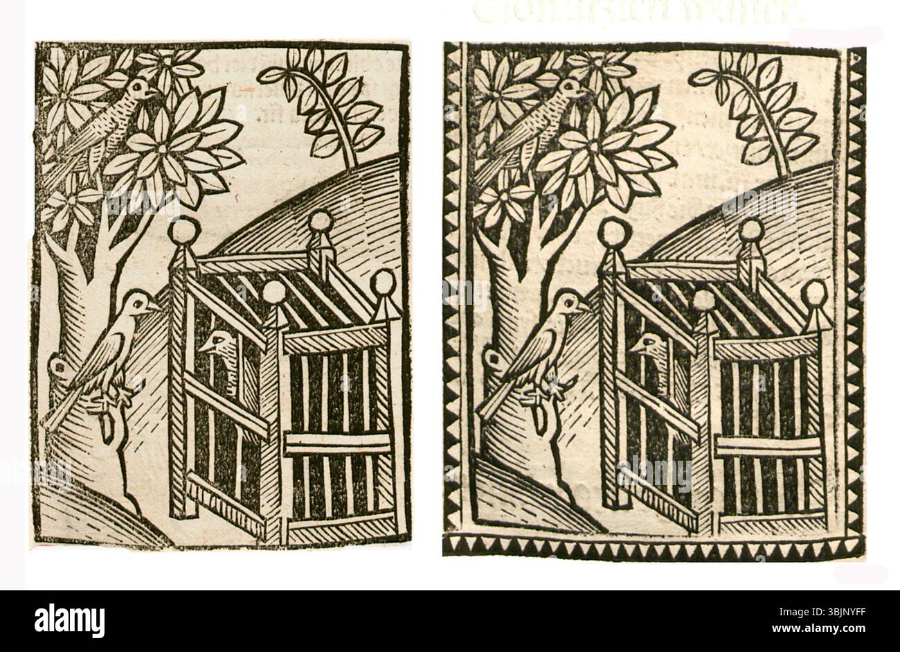 Darstellung von Spatzen aus den Jahren 1497 und 1500, die die Vögel in detaillierter Form als Teil einer historischen deutschen botanischen oder zoologischen Sammlung zeigen. Stockfoto