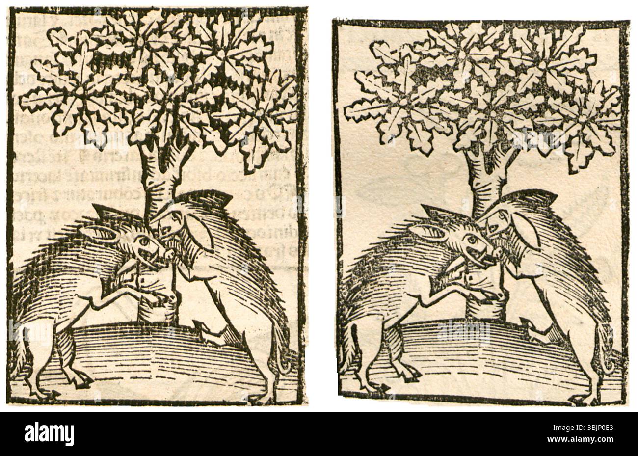 Darstellung des Schweinebluts von 1497 bis 1500, Darstellung seiner Verwendung und seines Erscheinungsbildes in frühen wissenschaftlichen oder medizinischen Illustrationen. Stockfoto