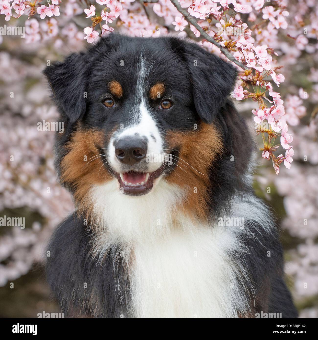 australischer Schäferhund in Frühlingsblüte Stockfoto