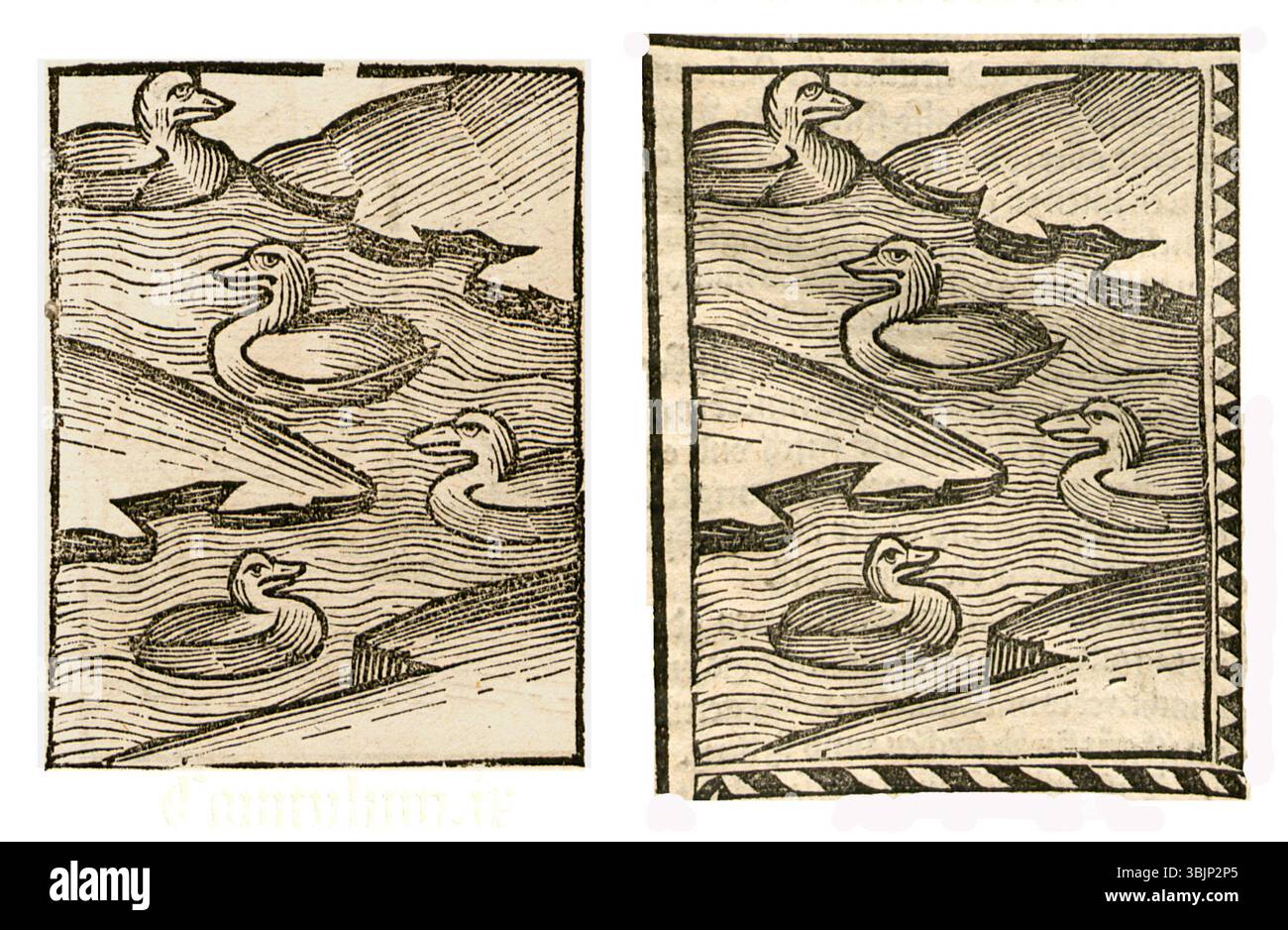1497–1500 Illustration der Enten, die das Vogelleben in frühen europäischen Manuskripten repräsentiert. Stockfoto