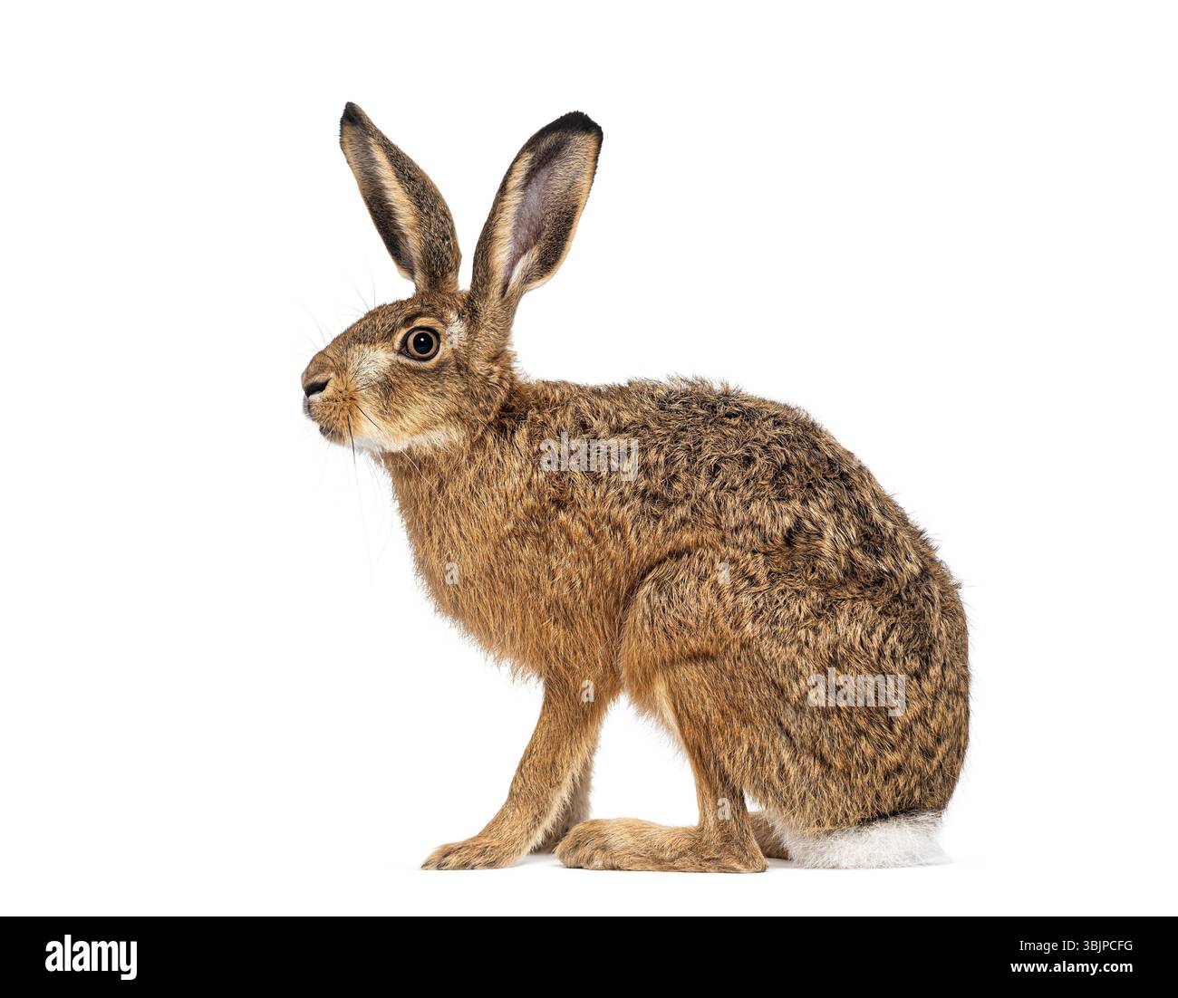 Seitenansicht eines europäischen Hasen oder Braunhasen, lepus europaeus, sitzend und wegschauend auf weißem Hintergrund Stockfoto