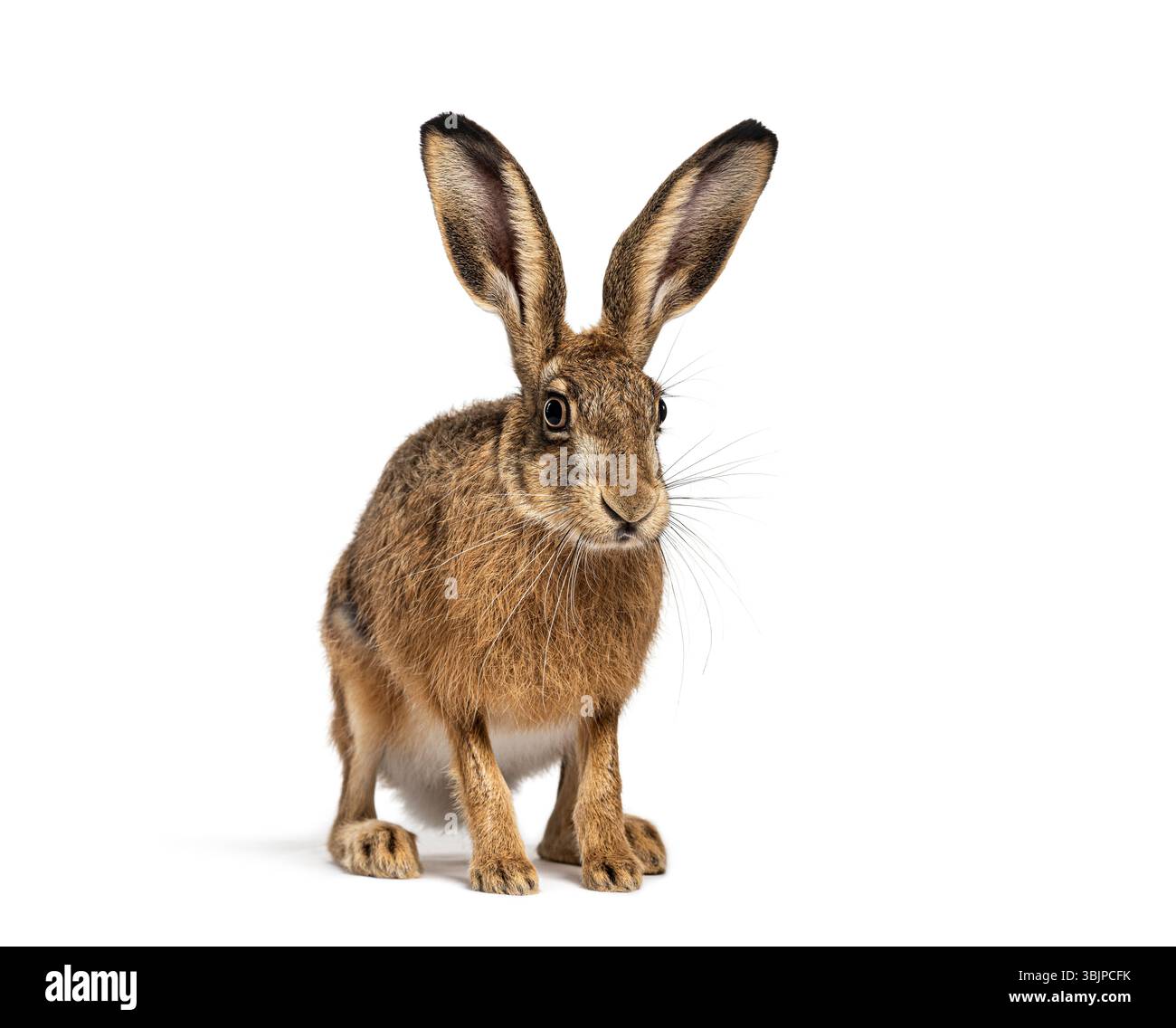 Brauner Europäischer Hase, Lepus europaeus, aufrecht sitzend mit wachsamen Ohren isoliert auf weiß Stockfoto