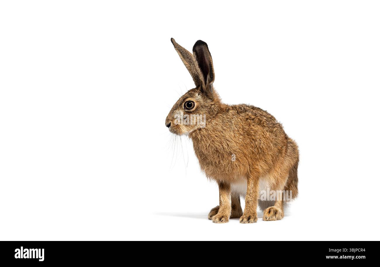 Seitenansicht eines europäischen Hasen oder Braunhasen, lepus europaeus, sitzend und wegschauend auf weißem Hintergrund Stockfoto