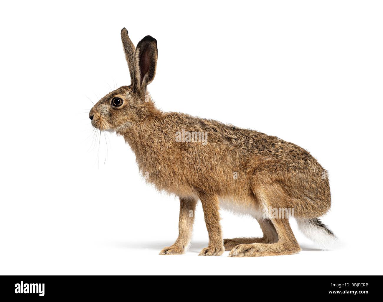 Seitenansicht eines europäischen Hasen oder Braunhasen, lepus europaeus, sitzend und wegschauend auf weißem Hintergrund Stockfoto