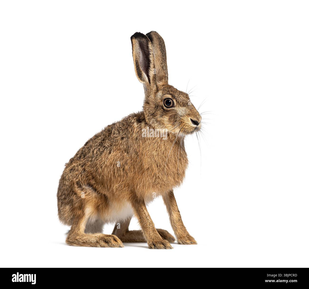 Seitenansicht eines europäischen Hasen oder Braunhasen, lepus europaeus, sitzend und wegschauend auf weißem Hintergrund Stockfoto