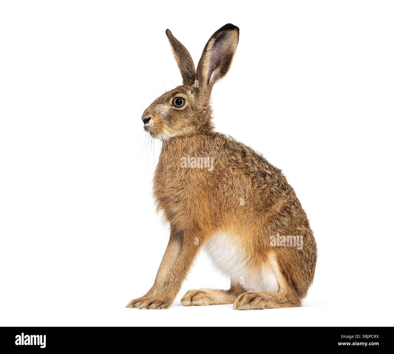 Seitenansicht eines europäischen Hasen oder Braunhasen, lepus europaeus, sitzend und wegschauend auf weißem Hintergrund Stockfoto