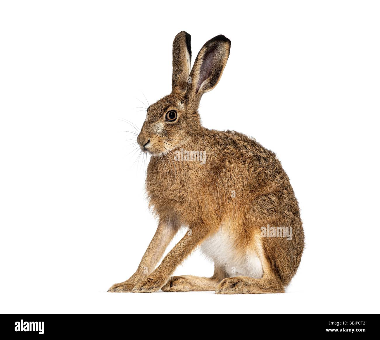 Seitenansicht eines europäischen Hasen oder Braunhasen, lepus europaeus, aufmerksam sitzend und wegschauend auf weißem Hintergrund Stockfoto