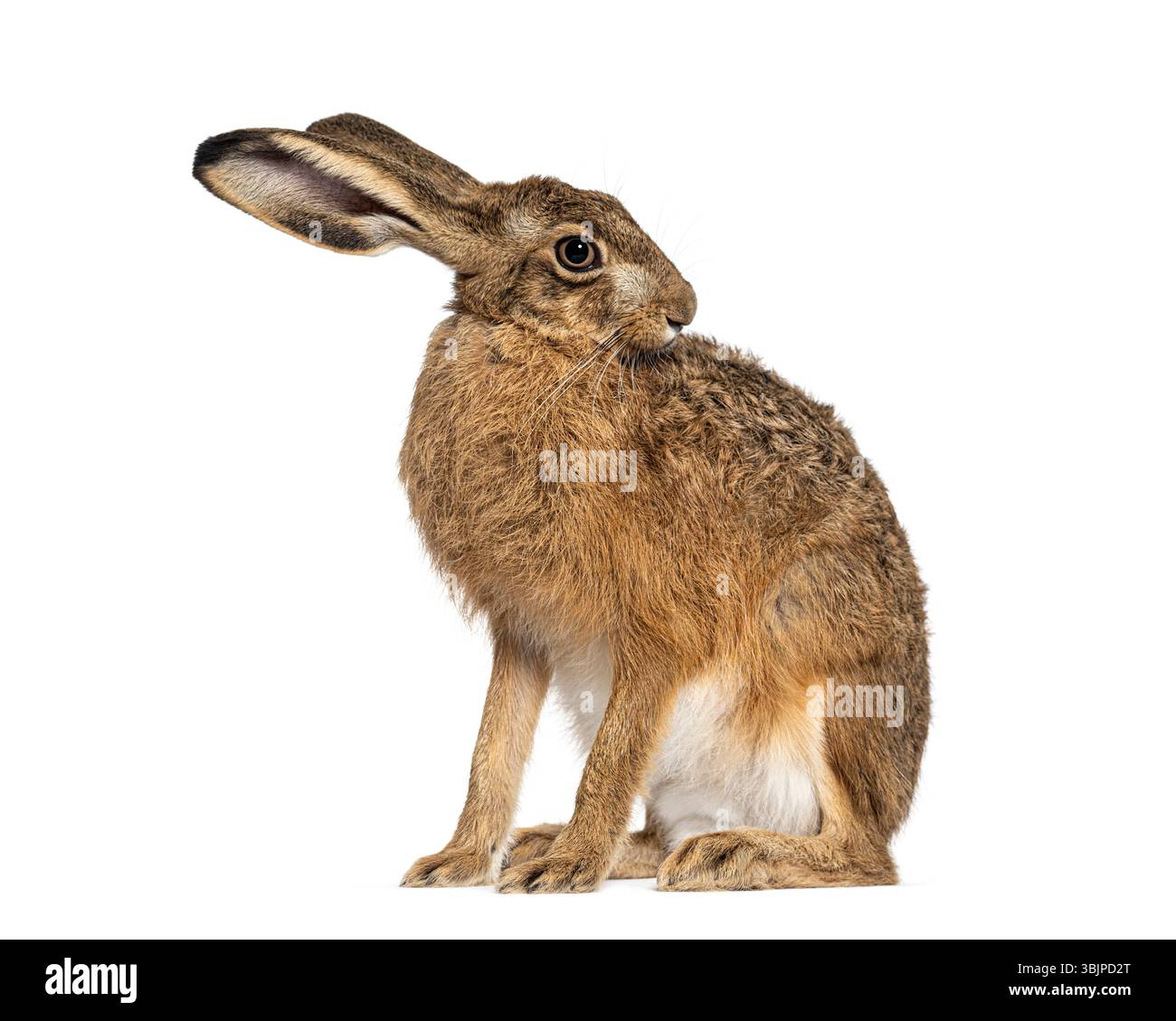 Seitenansicht eines europäischen Hasen oder Braunhasen, lepus europaeus, sitzend und sich auf weißem Hintergrund leckend Stockfoto