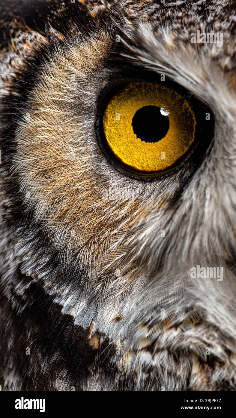 Kopfaufnahme aus nächster Nähe eines Großhorneuls, Bubo virginianus saturatus oder Tigereuhs, mit intensivem gelbem Auge und detailliertem Federmuster Stockfoto