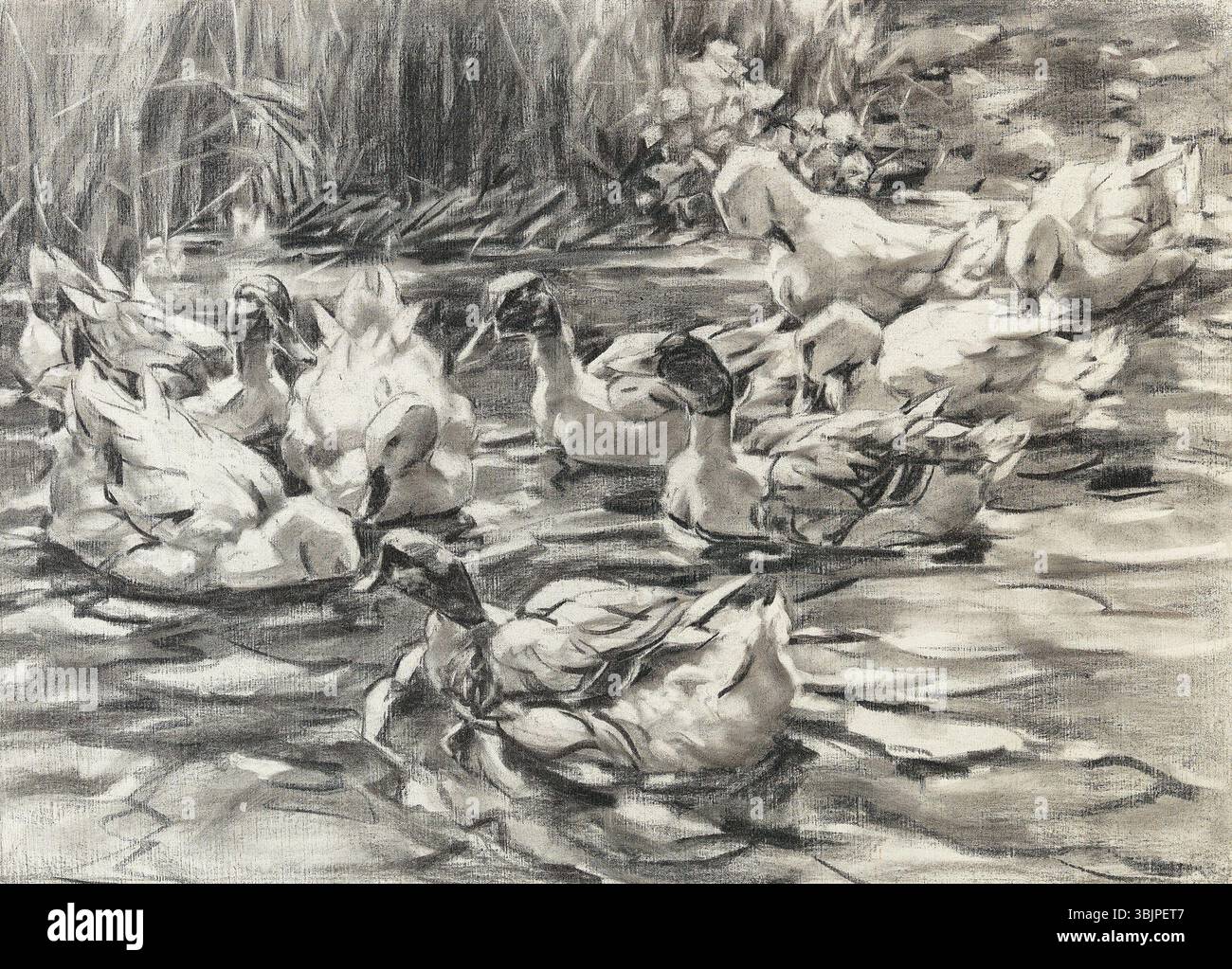 *Enten im Schilfwasser* (vor 1932) von Alexander Koester ist eine Holzkohlezeichnung von Enten im Schilfwasser. Das 63 x 87,5 cm große Werk zeigt Koesters Aufmerksamkeit für die Natur und seine Fähigkeit, Tiere in ihren Lebensräumen zu verwandeln. Stockfoto