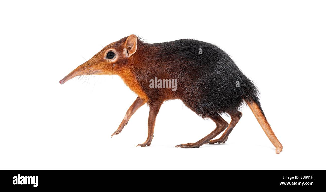 Schwarze und rauhe Elefantenspitzel, Rhynchocyon petersi, geht und zeigt seine charakteristische lange, spitze Schnauze, isoliert auf weiß Stockfoto