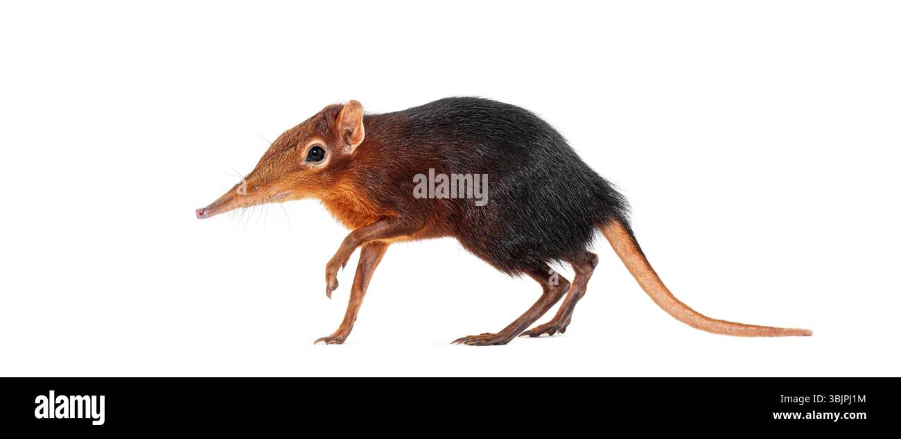 Schwarze und rauhe Elefantenspitzel, Rhynchocyon petersi, geht und zeigt seine charakteristische lange, spitze Schnauze, isoliert auf weiß Stockfoto