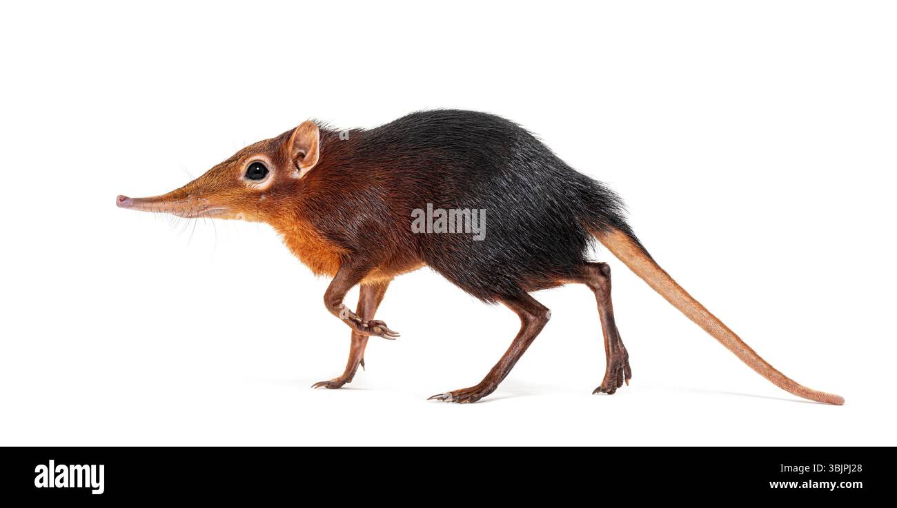 Schwarze und rauhe Elefantenspitzel, Rhynchocyon petersi, geht und zeigt seine charakteristische lange, spitze Schnauze, isoliert auf weiß Stockfoto