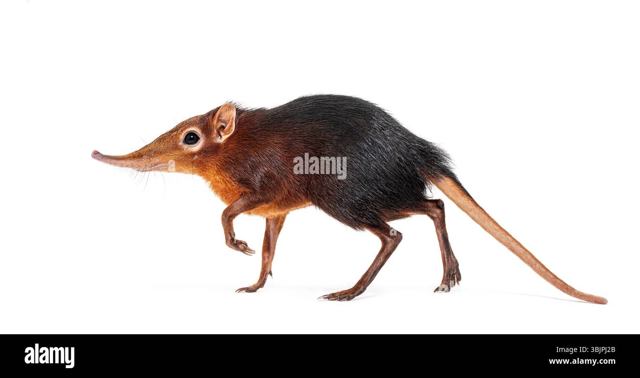 Schwarze und rauhe Elefantenspitzel, Rhynchocyon petersi, geht und zeigt seine charakteristische lange, spitze Schnauze, isoliert auf weiß Stockfoto