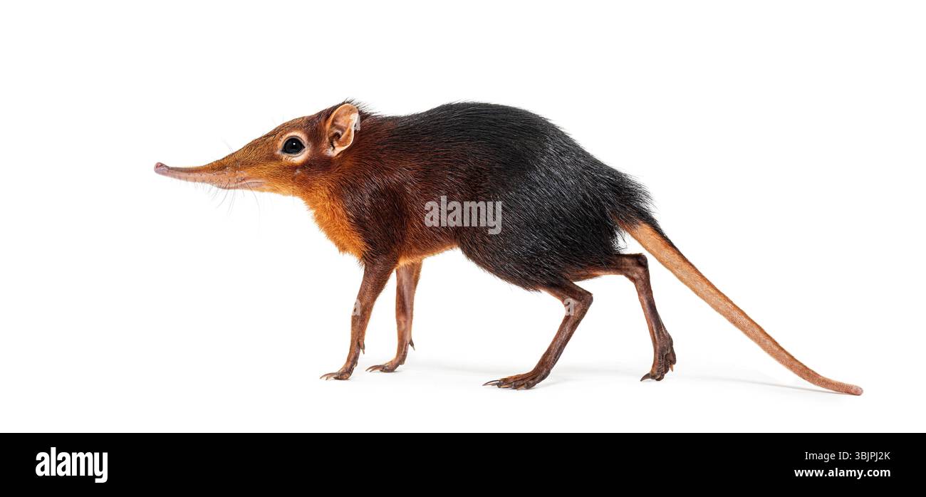 Schwarze und rauhe Elefantenspitzel, Rhynchocyon petersi, geht und zeigt seine charakteristische lange, spitze Schnauze, isoliert auf weiß Stockfoto