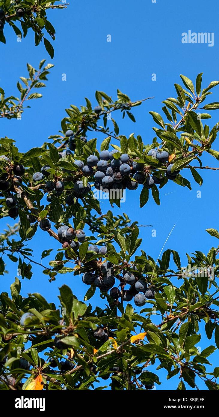 Haufen reifer violetter Pflaumen, die auf einem Pflaumenzweig unter einem leuchtend blauen Himmel wachsen. Stockfoto