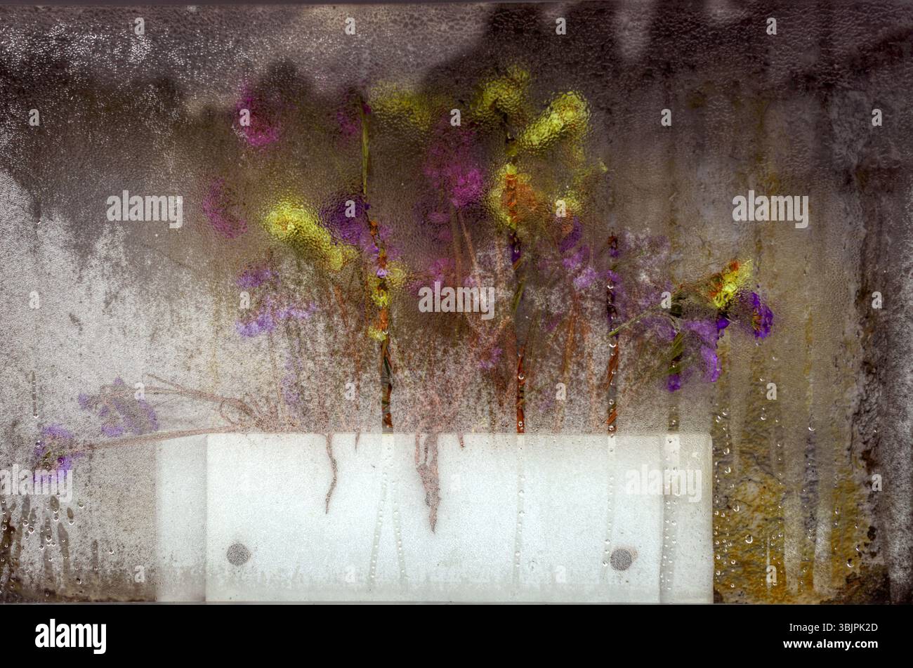 Abstrakter Hintergrund künstlicher Blumen hinter beschlagenem Glas in einer Nische auf dem Lugo-Friedhof Galicien Stockfoto