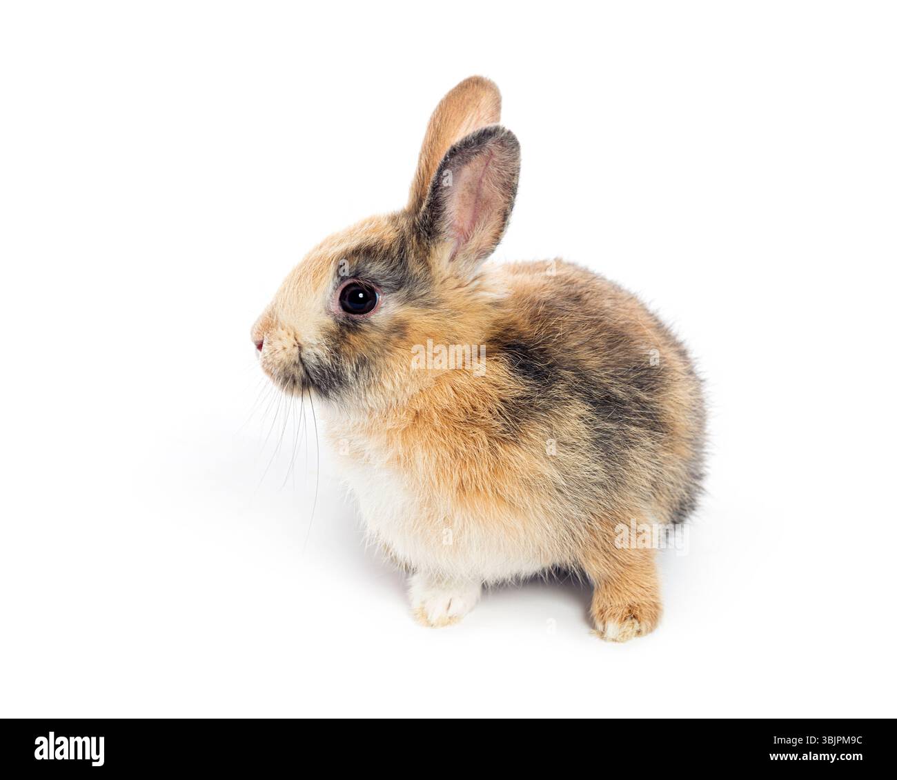 Entzückendes Baby-Kaninchen, das auf einem nahtlosen weißen Hintergrund sitzt und zur Seite blickt Stockfoto