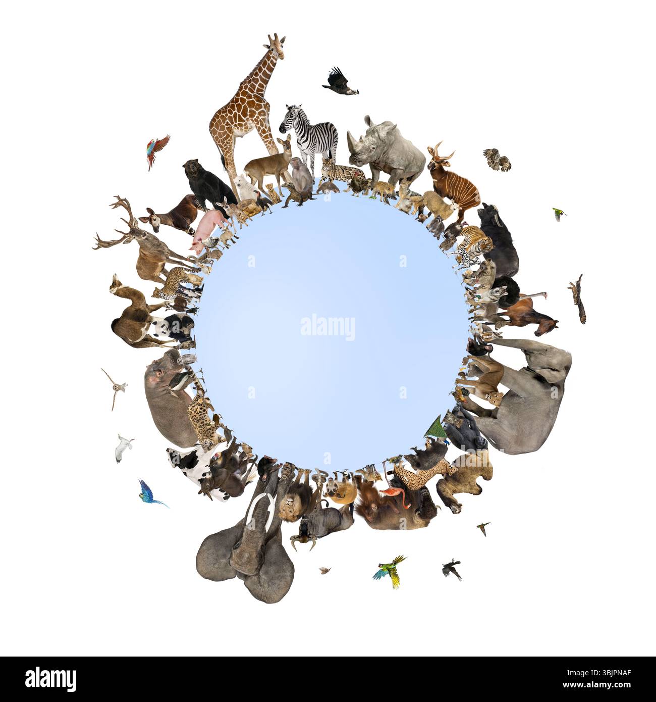 Viele wilde Tiere rund um den Planeten Erde, die den globalen Schutz der Tierwelt und den Umweltschutz repräsentieren Stockfoto