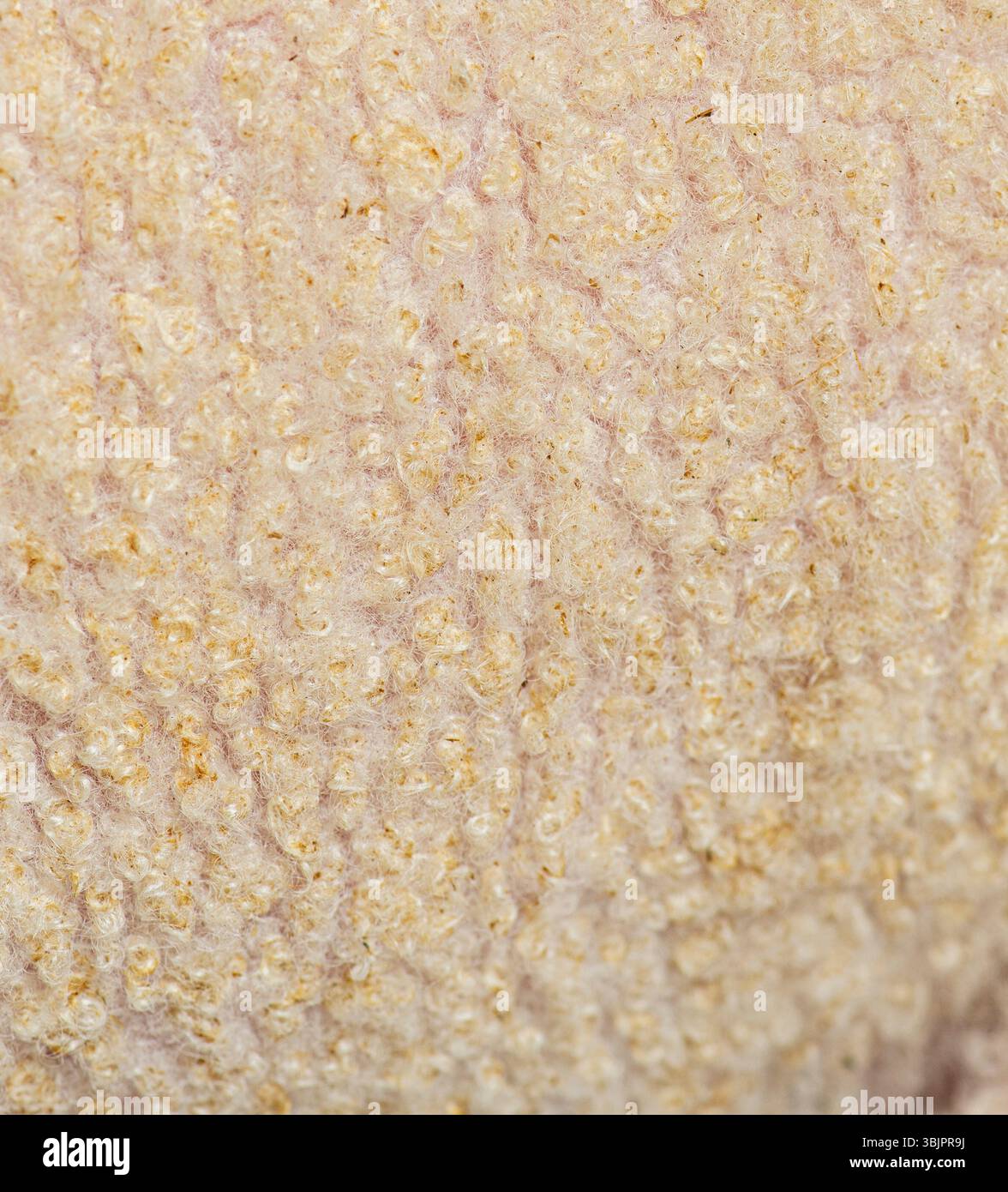 Die Makrofotografie zeigt komplizierte Details der Schafwolle, die ihre Zartheit und einzigartige Textur unterstreicht Stockfoto