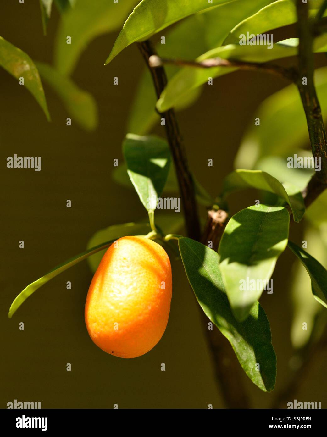 Kumquat Citrus japonica einzelne reife Früchte auf der Pflanze, die bei natürlichem Licht glänzende orange Haut zeigen Stockfoto