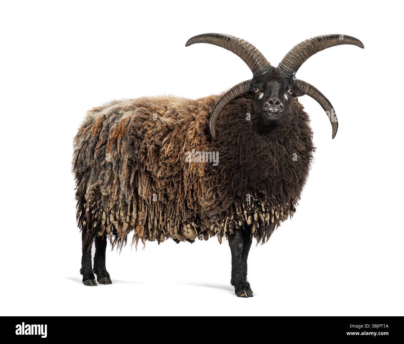 Studio-Aufnahme eines vierhörnigen jakob-Schafes, der vor weißem Hintergrund steht Stockfoto