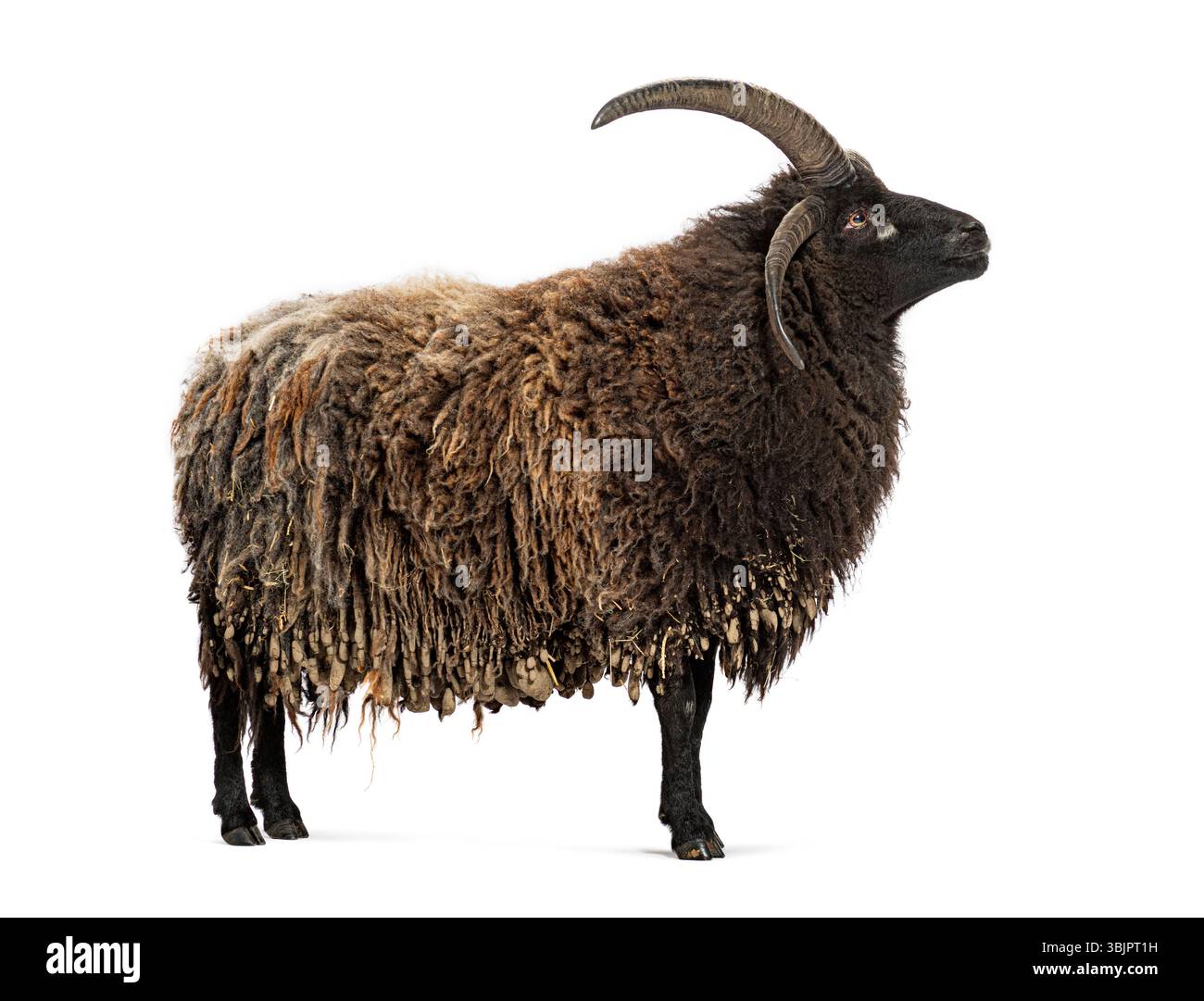 Jacob-Schafe stehen und schauen isoliert auf weißem Hintergrund nach oben Stockfoto