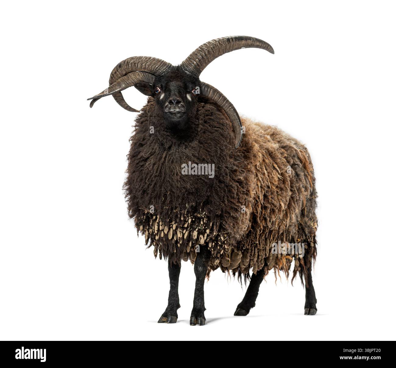 Vier gehörnte jakob-Schafe mit dickem, mehrfarbigem Fleece, die eine Aura von Kraft und wilder Schönheit ausstrahlen Stockfoto