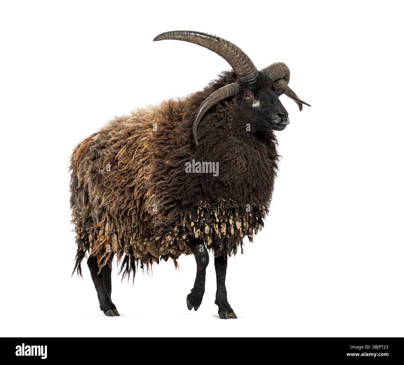 Jakob-Schafe mit vier Hörnern, die auf weißem Hintergrund laufen Stockfoto