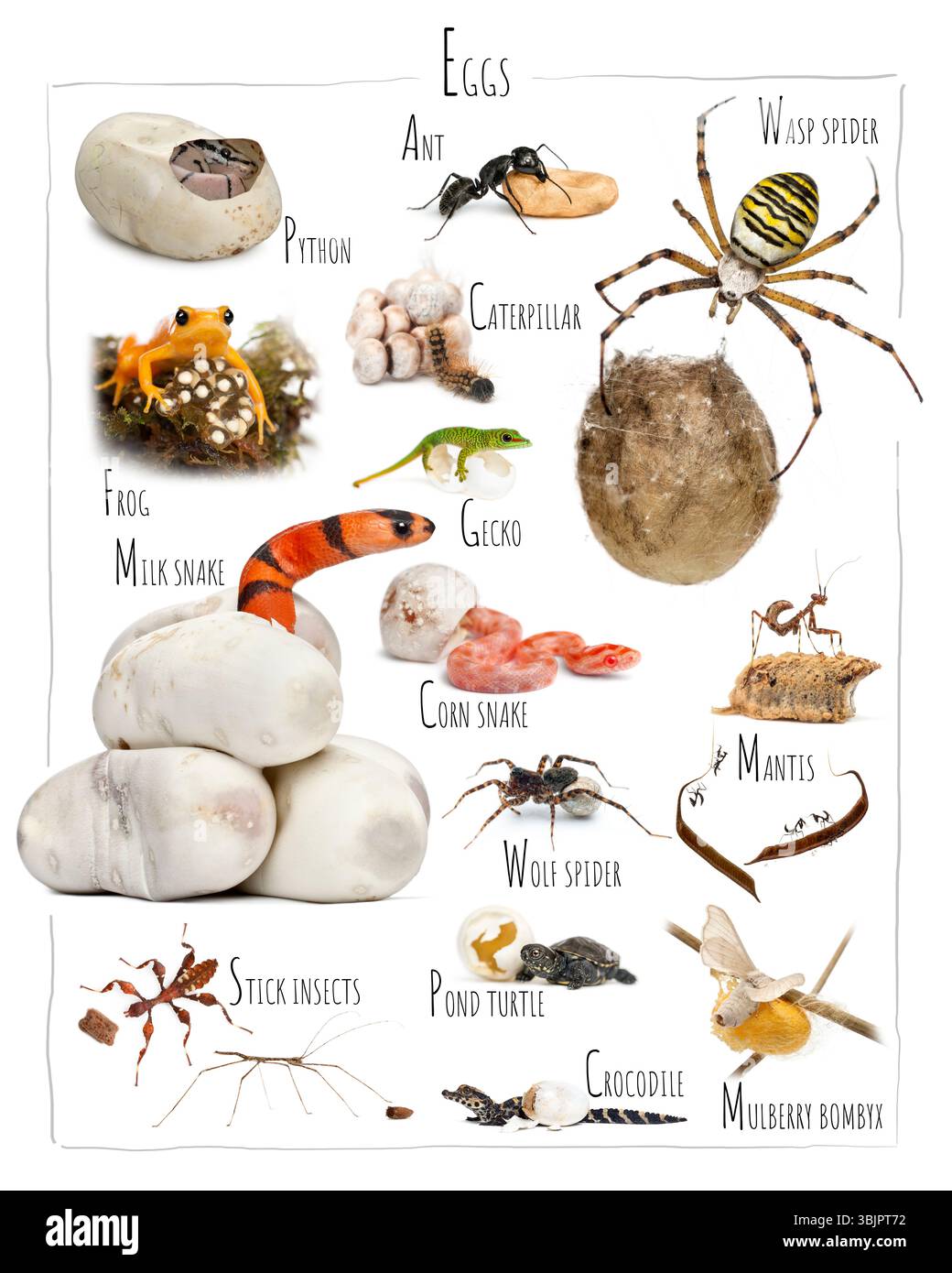 Bildungstabelle mit verschiedenen eiergebundenen Tieren, die aus Eiern schlüpfen, einschließlich Reptilien, Insekten, Arachnien und Amphibien Stockfoto