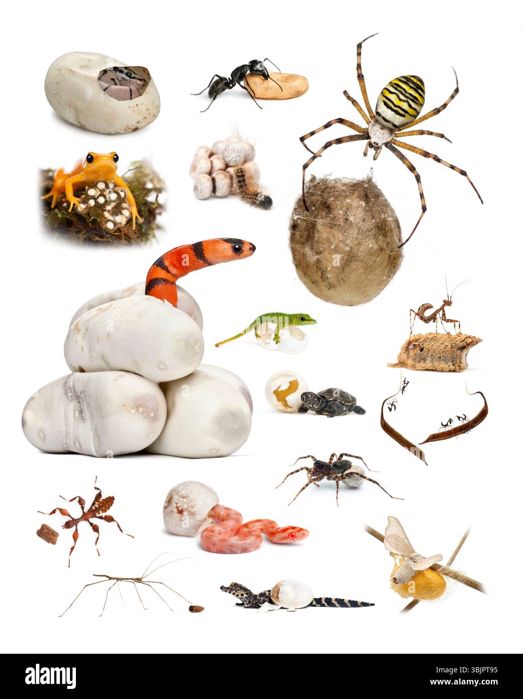 Collage von Reptilien, Amphibien, Insekten und Arachnien, die aus Eiern oder Kokons schlüpfen, auf weißem Hintergrund Stockfoto