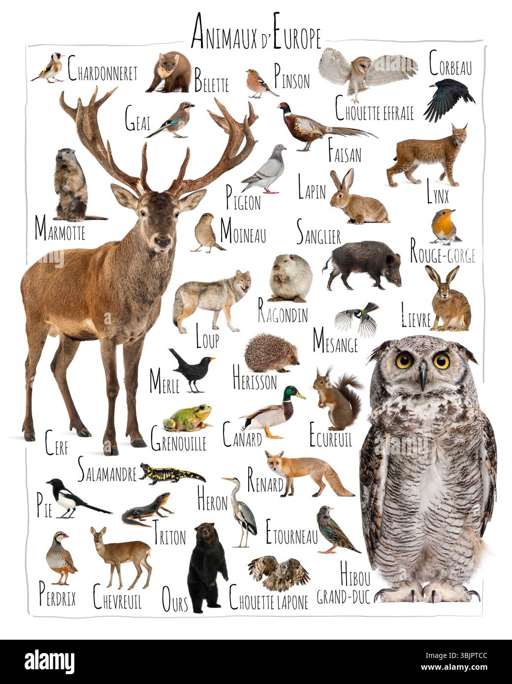 Informative Karte mit einer vielfältigen Sammlung europäischer Tiere, in der Säugetiere, Vögel, Reptilien und Amphibien in einer visuell ansprechenden Ar hervorgehoben werden Stockfoto