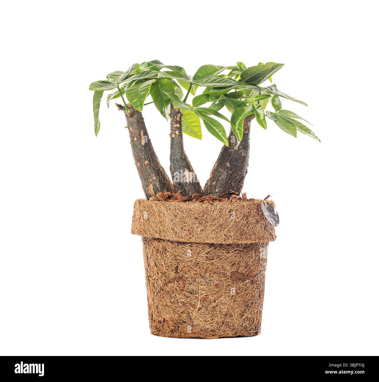 Studio-Aufnahme einer Pachira aquatica, auch bekannt als Geldbaum und Malabar-Kastanie, wächst in einem biologisch abbaubaren Topf, isoliert auf weißem Hintergrund Stockfoto