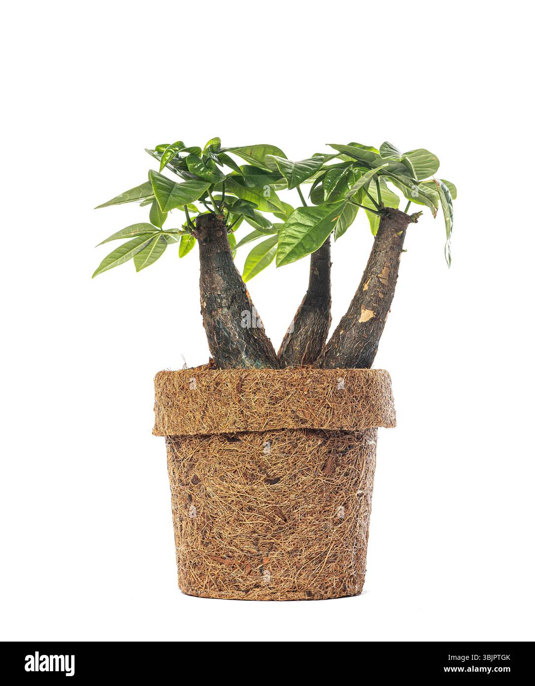Studio-Aufnahme einer Pachira aquatica, auch bekannt als Geldbaum und Malabar-Kastanie, wächst in einem biologisch abbaubaren Topf auf weißem Hintergrund Stockfoto