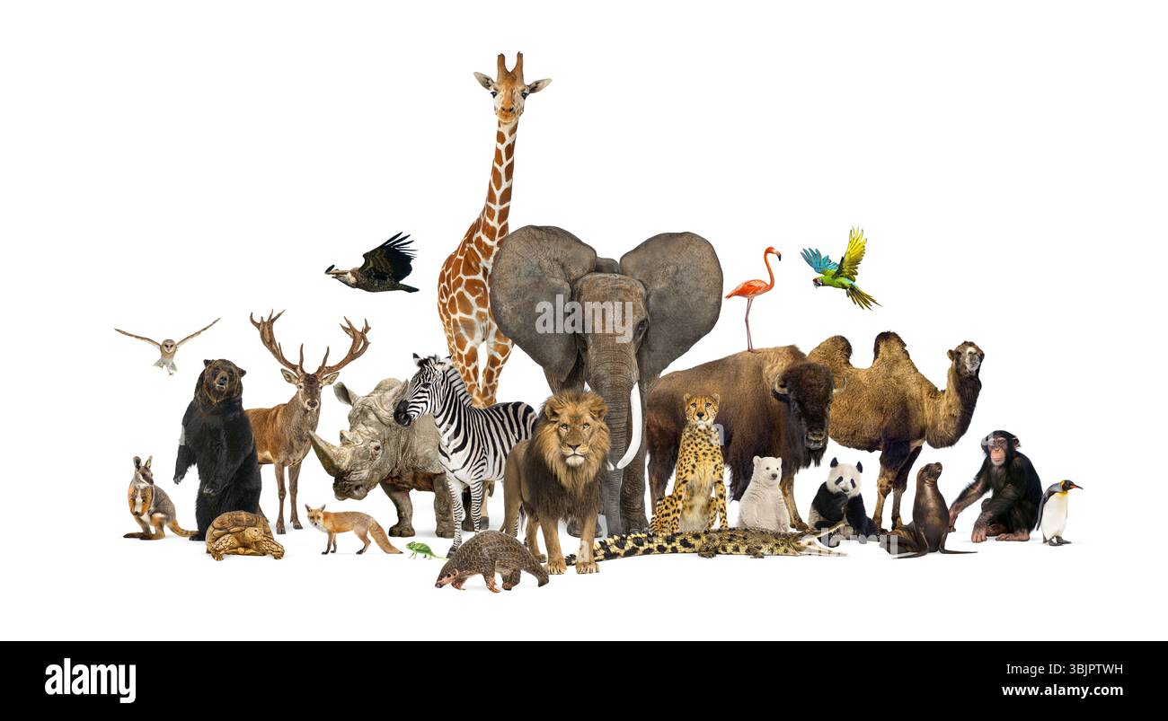 Vielfältige Gruppe wilder Zootiere, einschließlich Säugetiere, Vögel und Reptilien, die vor einem transparenten Hintergrund zusammenstehen Stockfoto