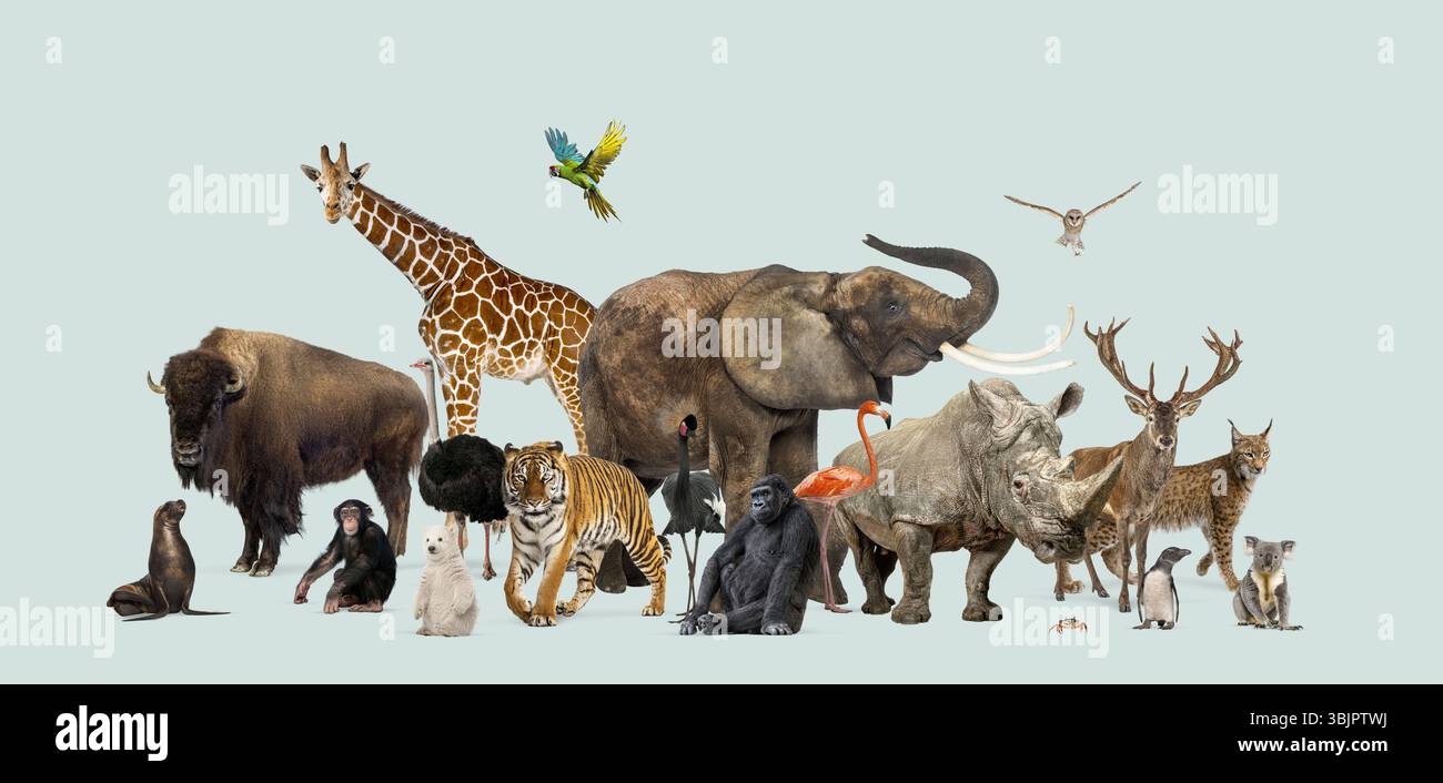Verschiedene wilde Tierarten, darunter Säugetiere, Vögel, Reptilien und vieles mehr in einem Studio Stockfoto