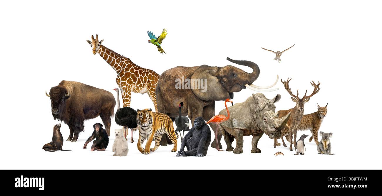 Verschiedene wilde Zootiere wie Säugetiere, Vögel und Reptilien werden in einer horizontalen Zusammensetzung zusammengeführt Stockfoto