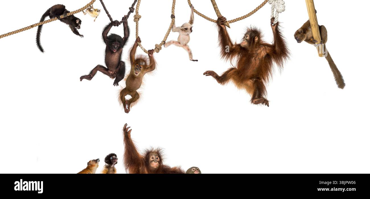 Verschiedene Arten von Affen und Primaten spielen und schwingen zusammen, hängen an Seilen und Ästen Stockfoto