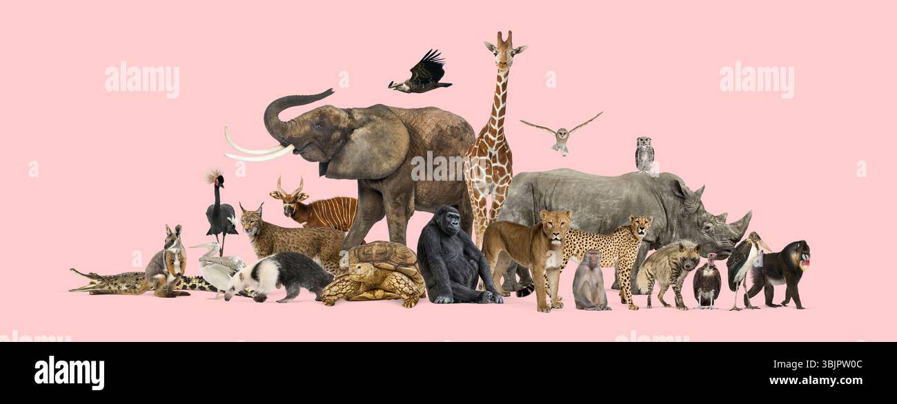 Elefanten, Giraffen, Gorillas, Nashörner, Vögel und andere wilde Zootiere auf rosa Hintergrund, was den Schutz der Tierwelt fördert Stockfoto